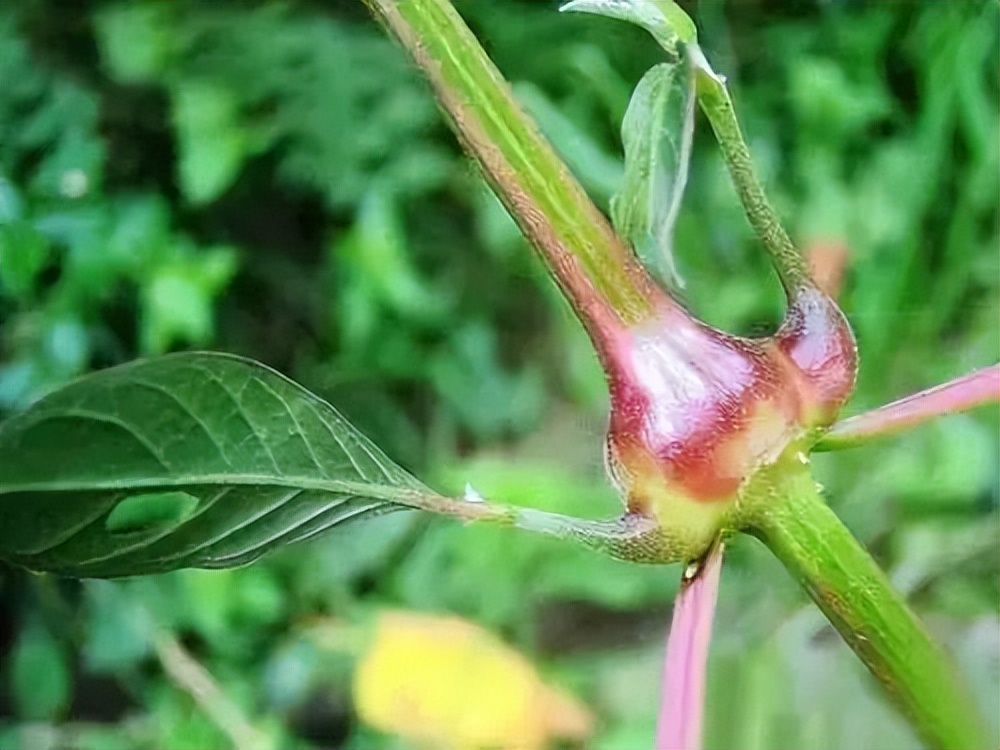 宁心安神活血散淤利尿通淋中药,活血化瘀的药和利尿药能同吃吗