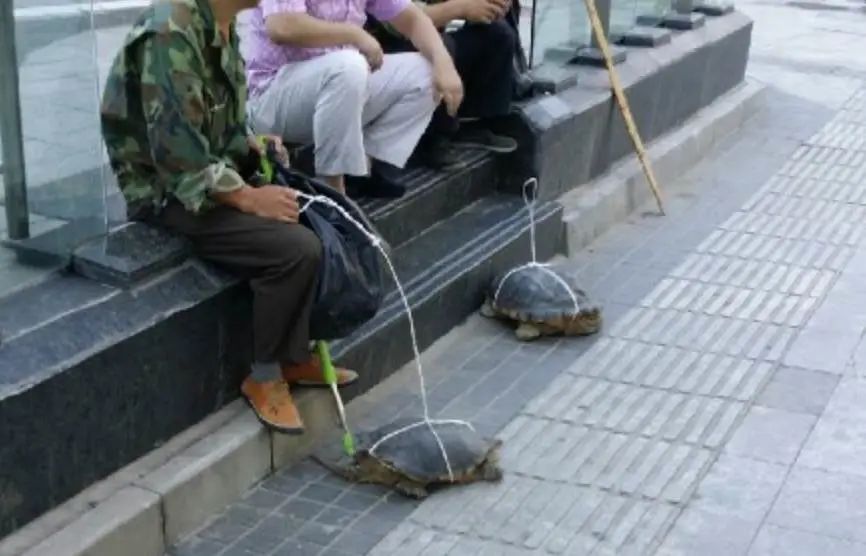 买了一只乌龟有什么预兆,路边800块钱买6只大乌龟