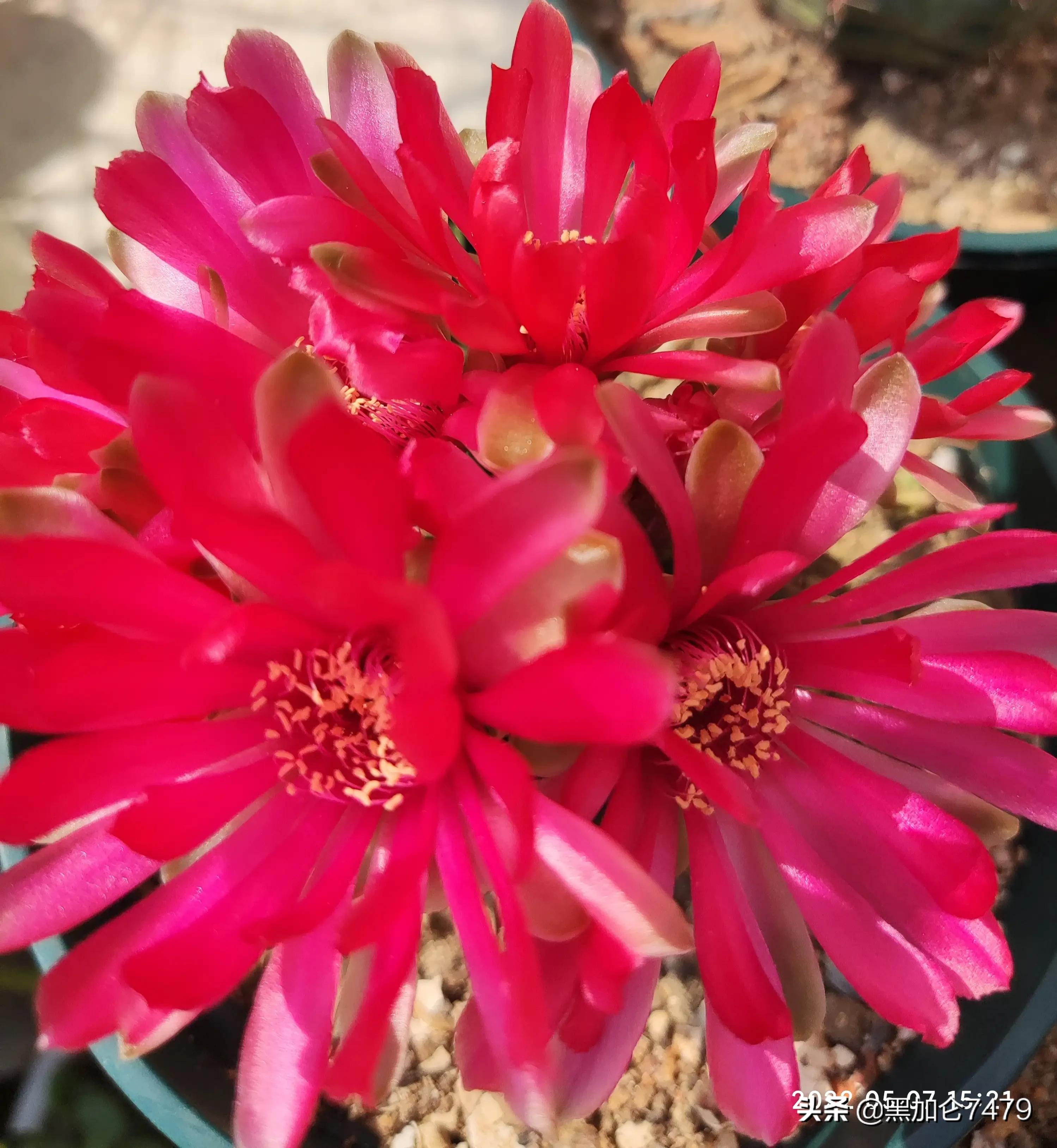 分享养仙人球知识,家里养的各种仙人球