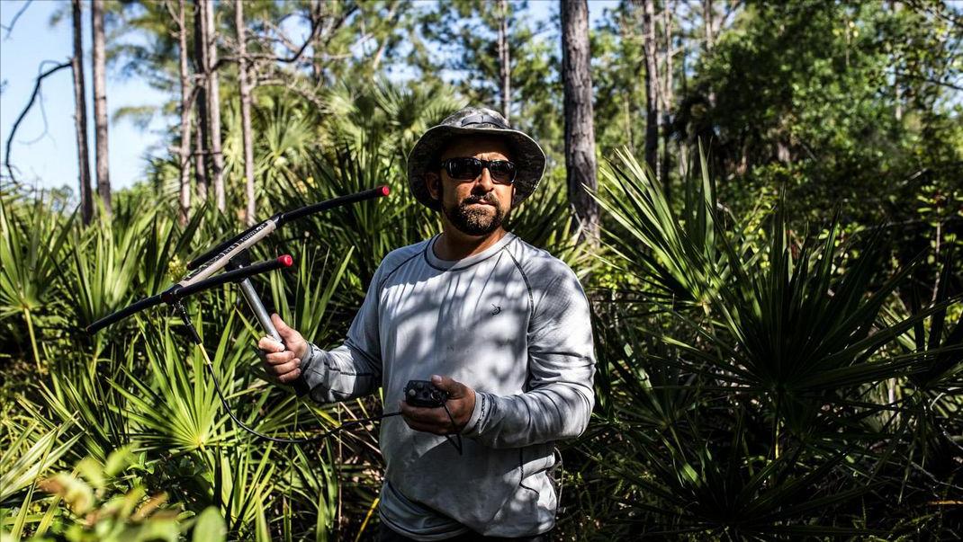 美国佛州最大缅甸蟒,美国蟒蛇泛滥原因