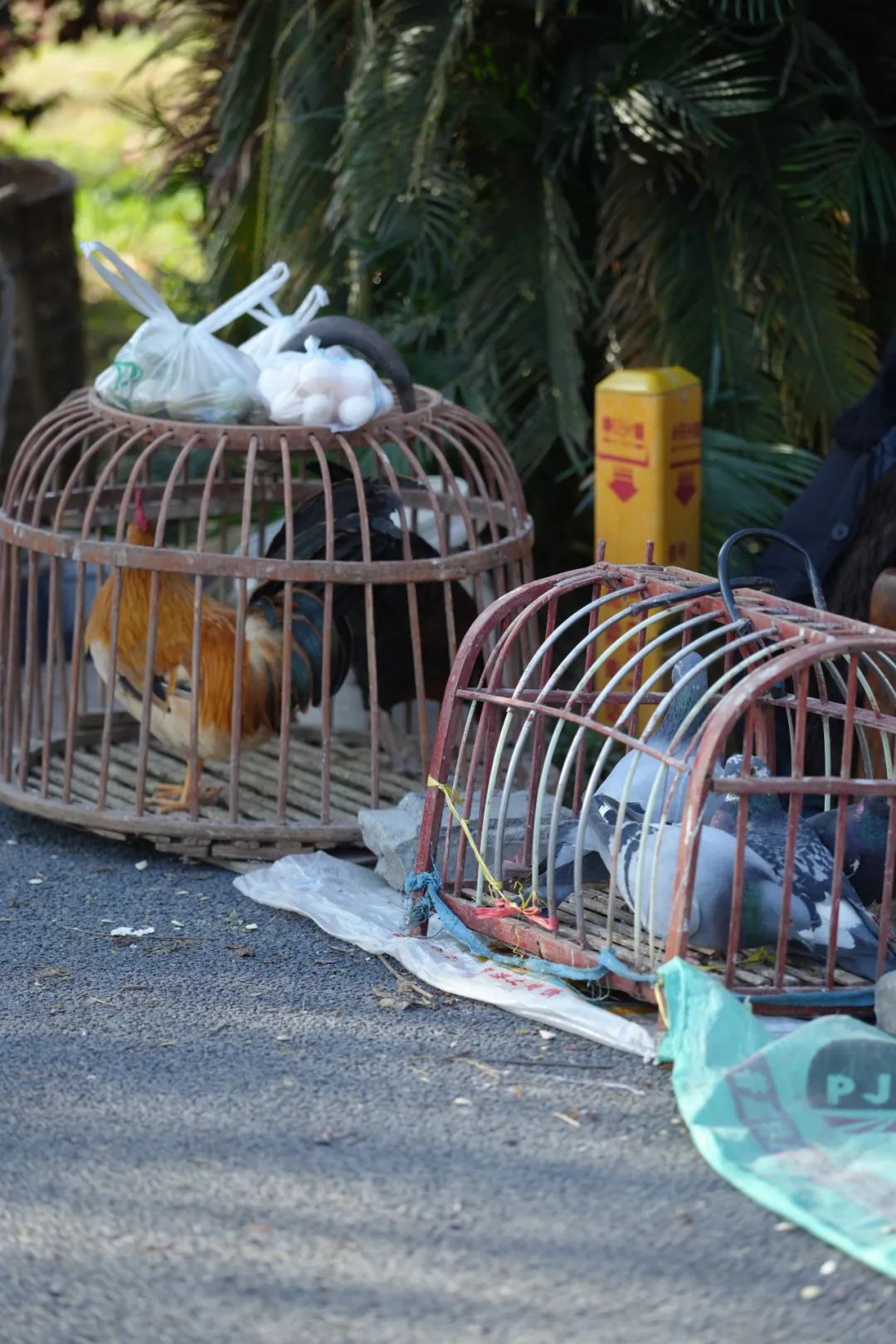 成都市区现实版桃花源记在哪里,成都公交可达的古镇