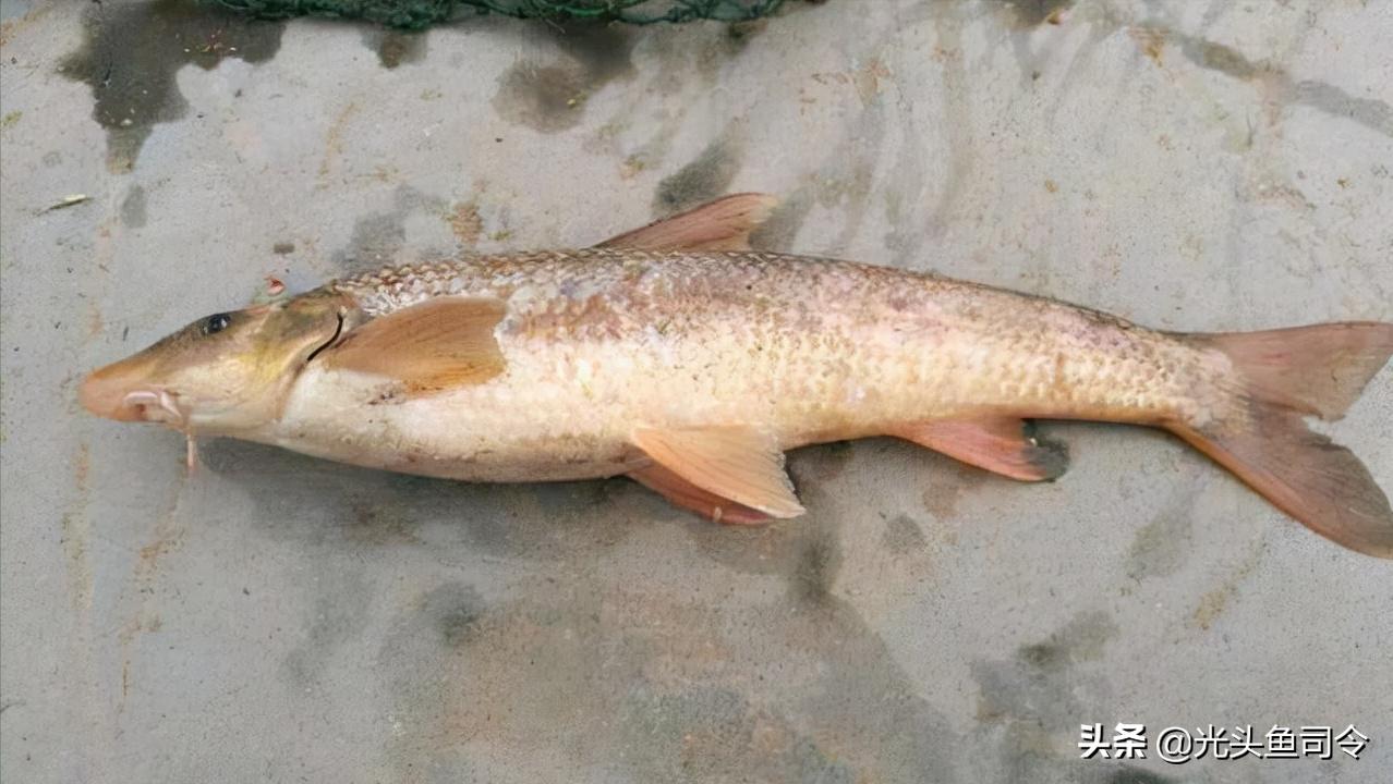 钓鱼钓到保护鱼种放了违法吗,钓鱼犯法的鱼类有哪些种类