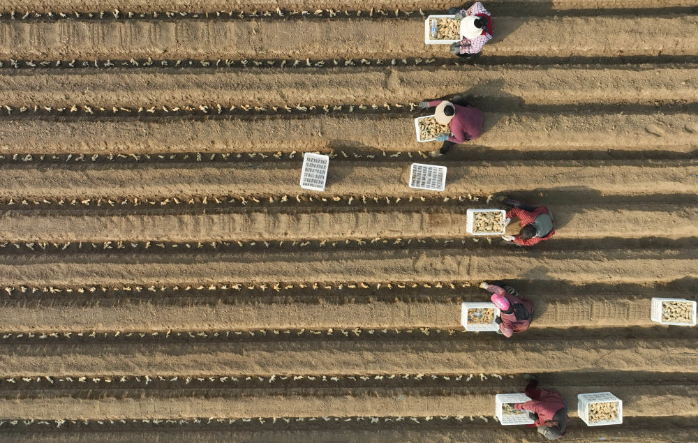 河北唐山生姜种植技术,河北唐山冀东生姜之乡播种忙