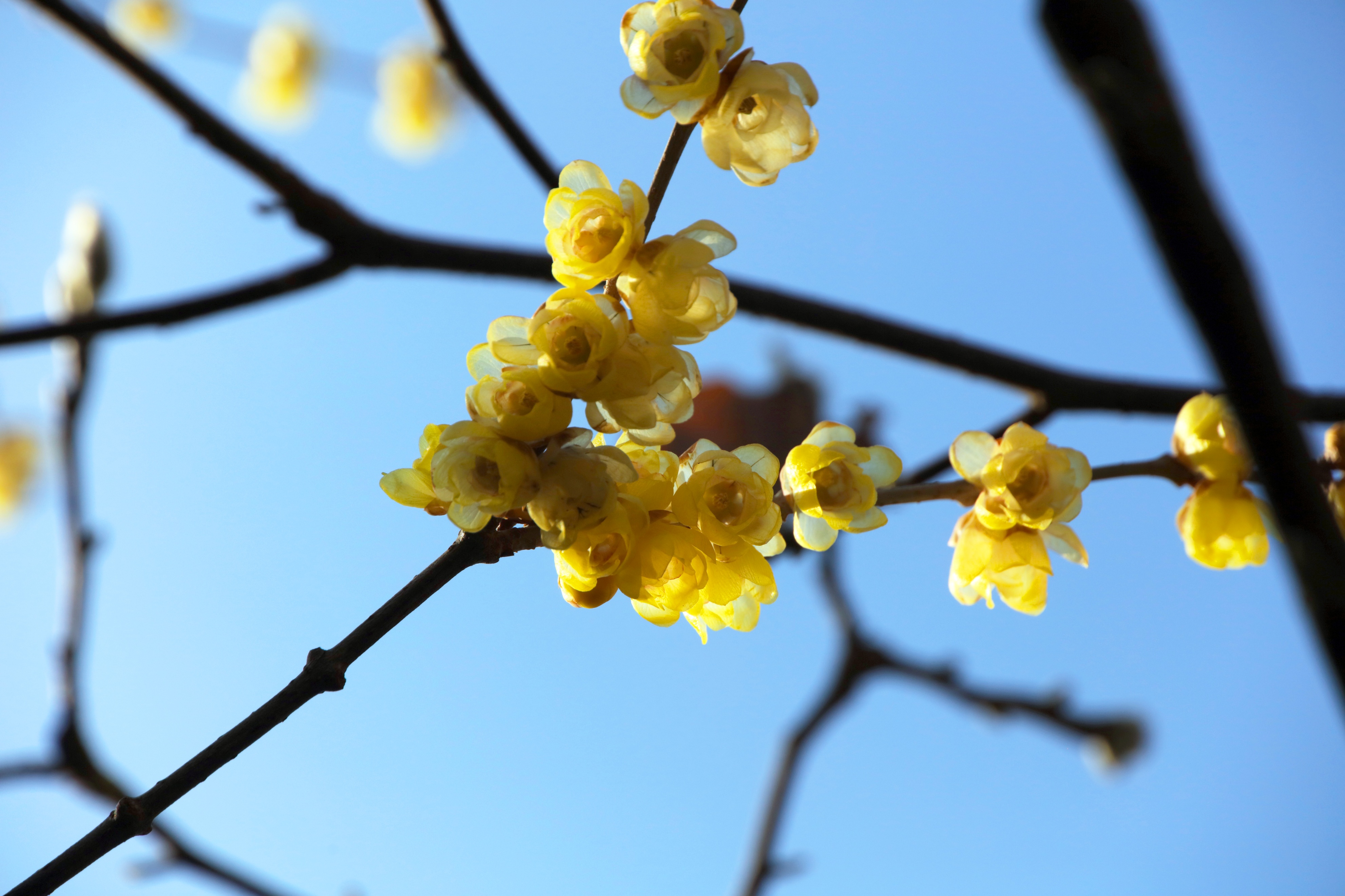 五四青年节致老青年们的图片,祝福五四青年节的图