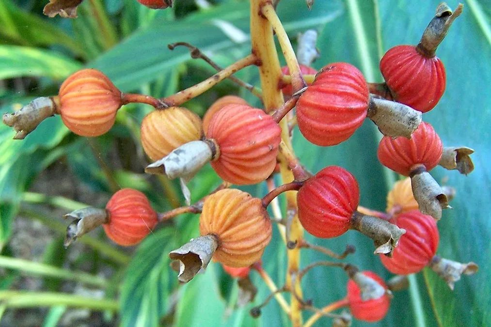 12种香料及分量,姜科植物的香料有哪些