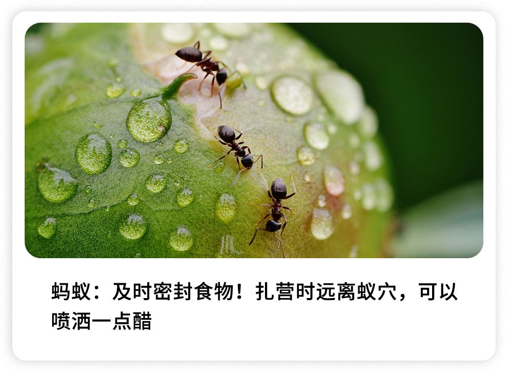 被哪种虫子咬了有个小孔,被什么昆虫咬了刺痛