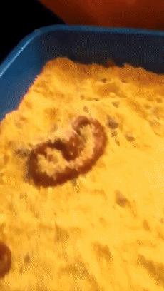 猫咪疯狂的吃猫砂,猫咪吃的猫砂是怎么做的