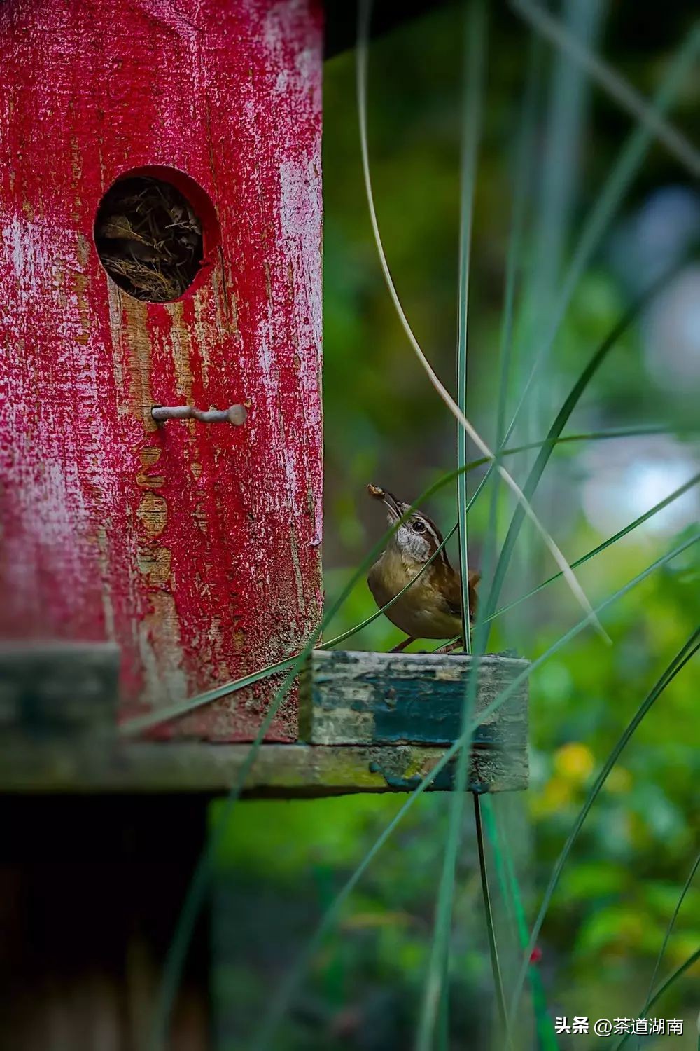 立夏的节气习俗是什么,二十四节气立夏的习俗