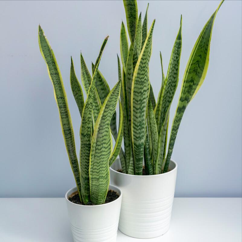 发财树富贵竹好运连连,发财树和富贵竹位置有什么讲究