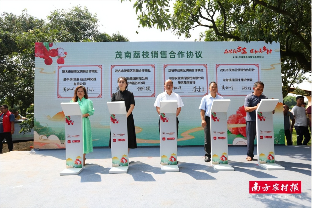 单日成交9500单，卖出4.7万斤！茂南直播助“荔”走向全国