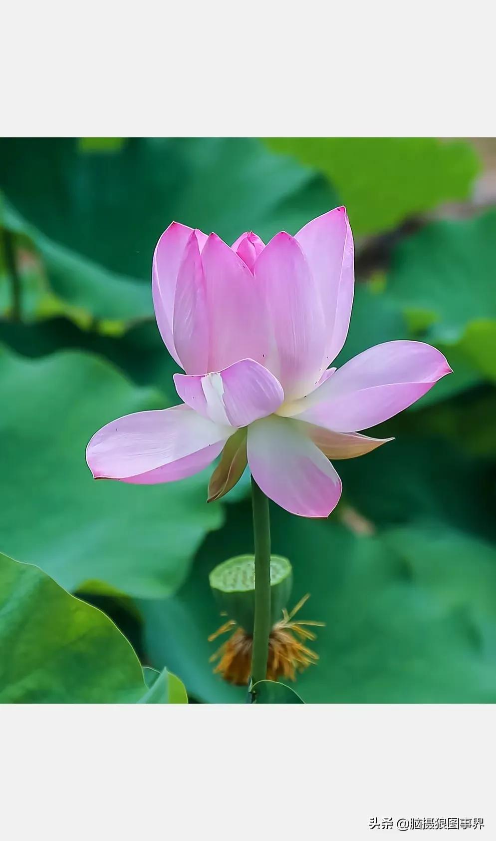 濯清涟而不妖说的是荷花还是莲花,濯清涟而不妖的荷花名句