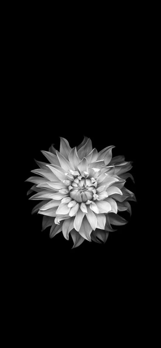 花朵黑白手绘图,黑白图片花朵