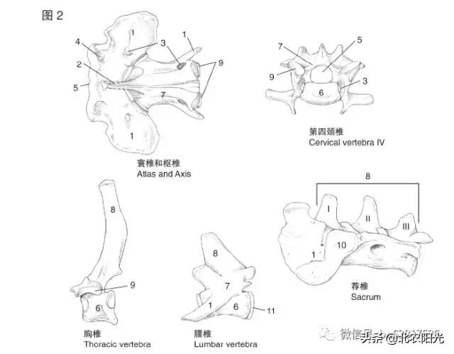 犬解剖图手绘,犬解剖生理3d图