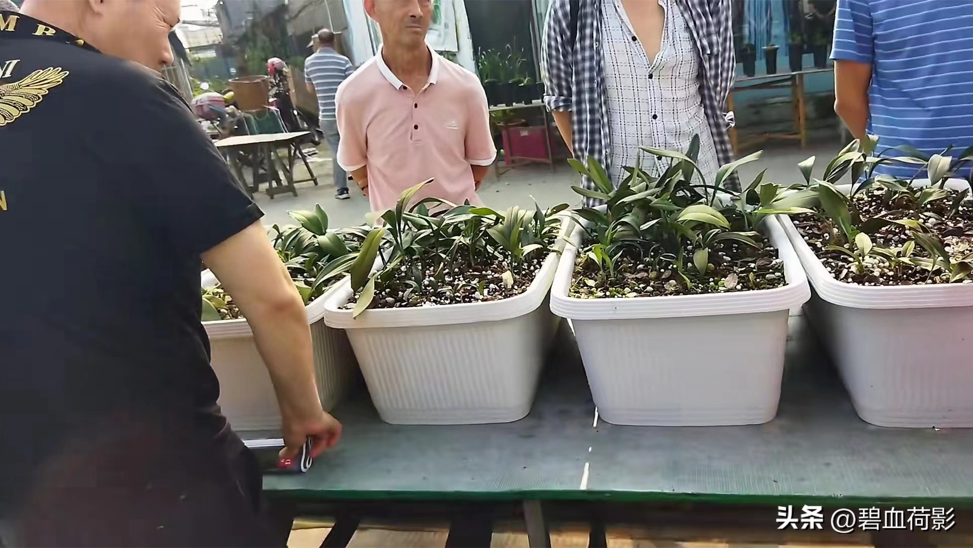 兰市低迷兔耳兰却一家独大,兰友要不要跟风投资?你需要明白五点