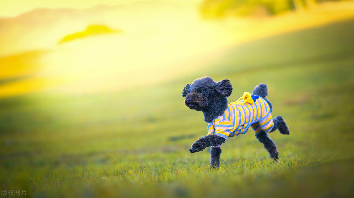 饲养泰迪讲究多,饲养泰迪好方法