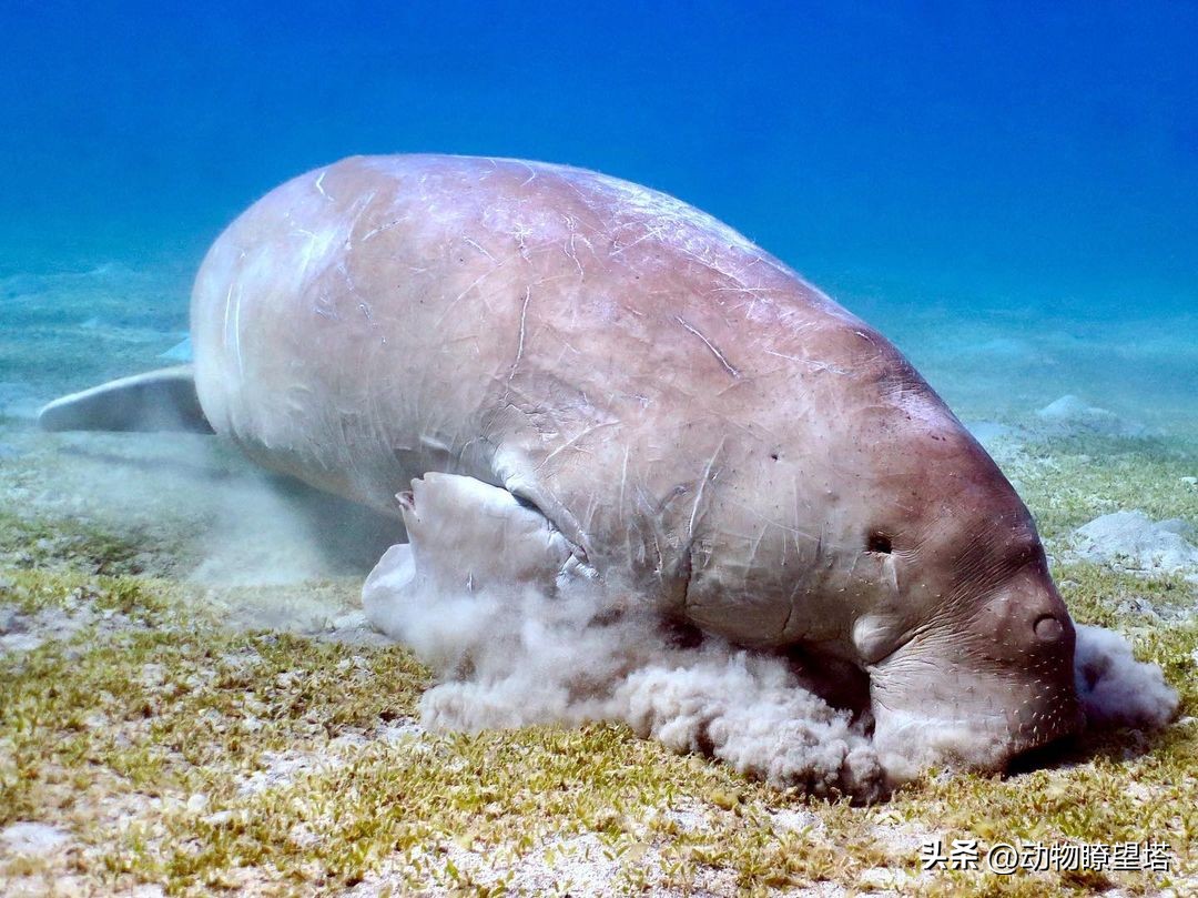 巨型儒艮灭绝,儒艮为什么遭到大量捕杀