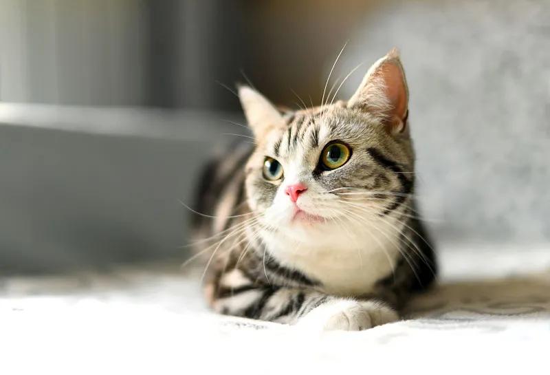 多花数千元为猫赎身，哪些人在买租赁猫？