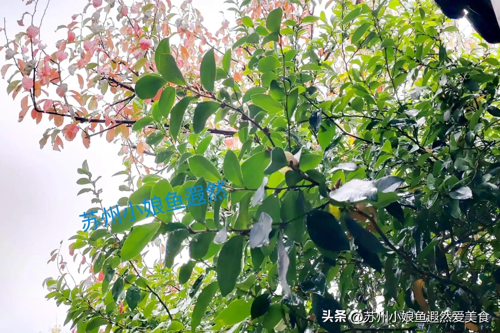 苏州一日游攻略探索更好玩的景点,苏州一日游景区推荐