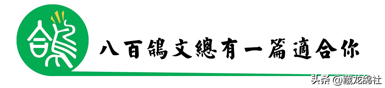 鸽友总结的鉴鸽口诀,美国鸽友