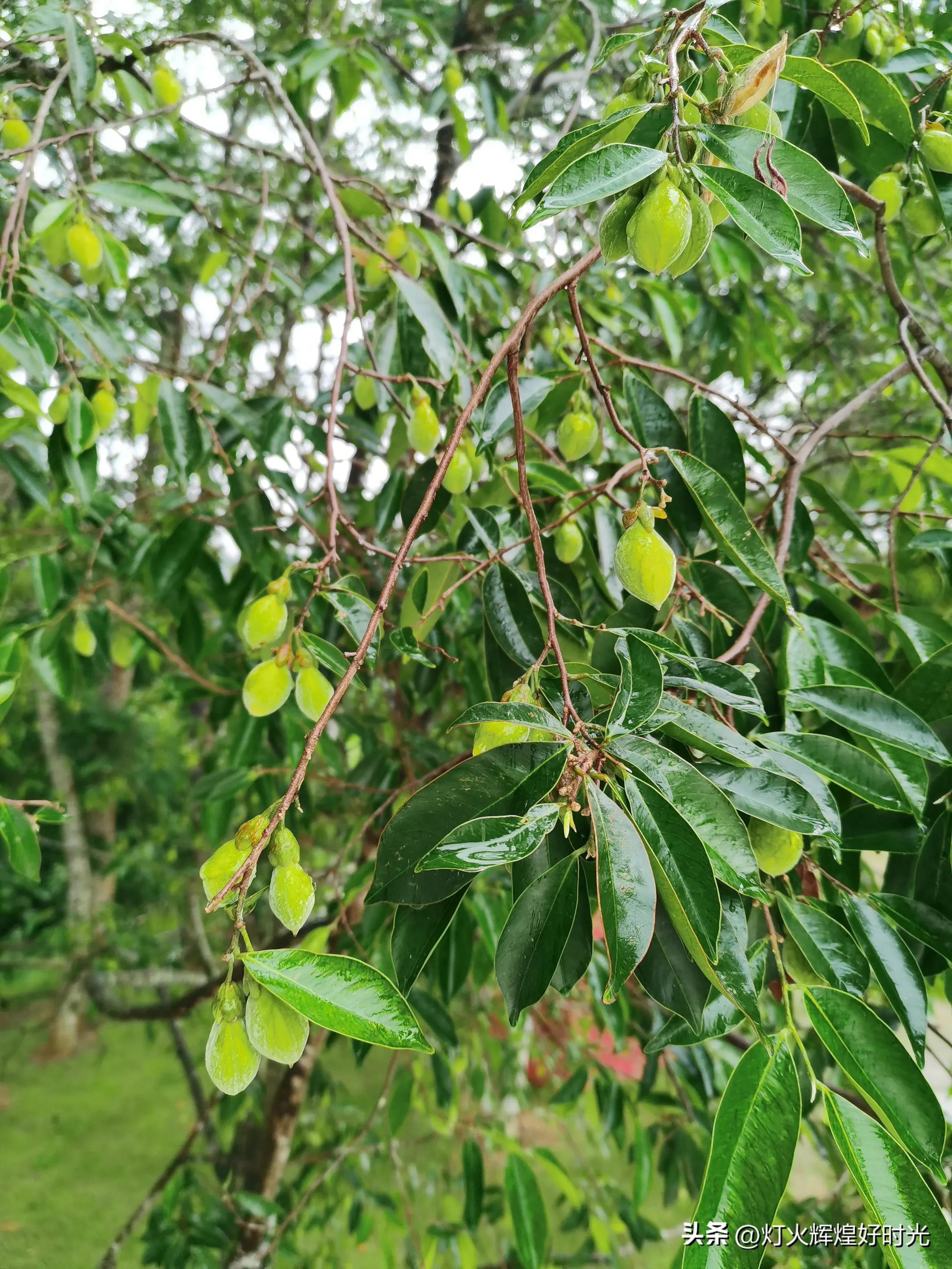 夏日掠影,雨天花开,人见人爱