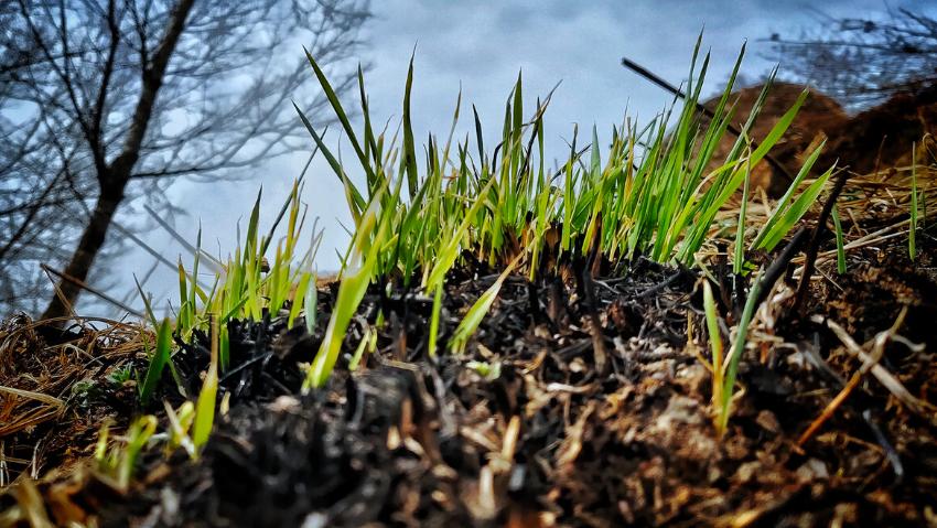 离离原上草古诗讲解,离离原上草全诗的诗名变了吗