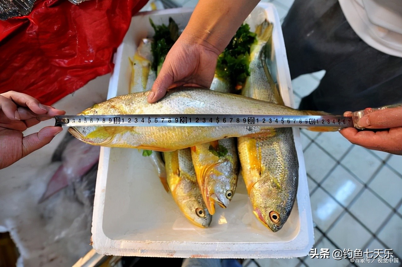 海钓大黄鱼视频,海钓小皮艇钓26公斤大黄鱼