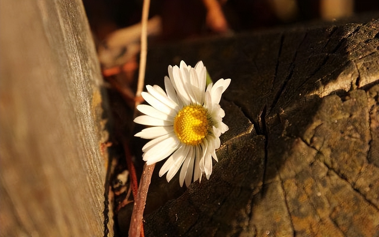 一个没有朋友的人是什么心态,如果你没朋友说明你自己有问题