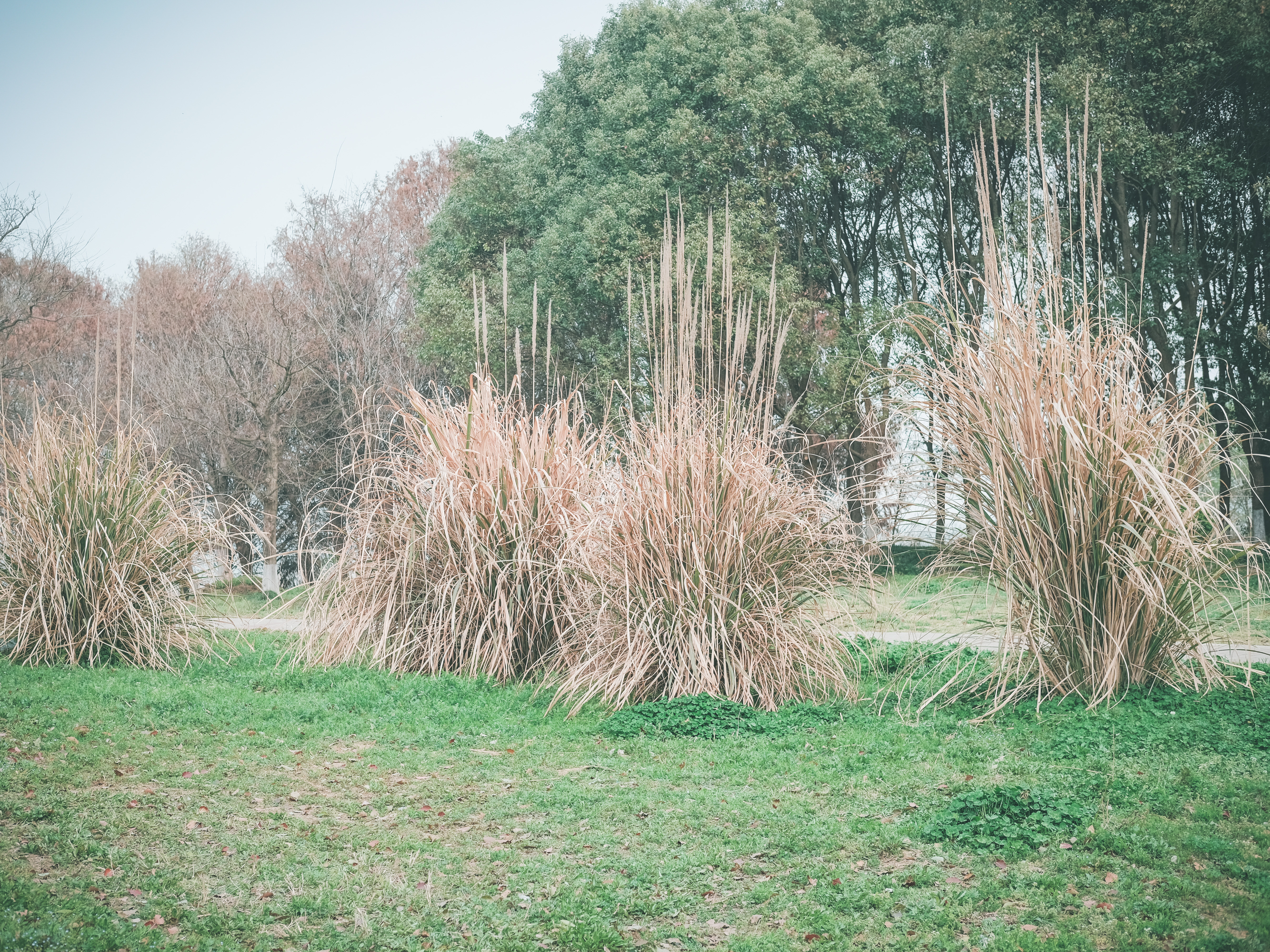 无锡踏青挖野菜好去处,无锡哪里可以挖得到野生的荠菜
