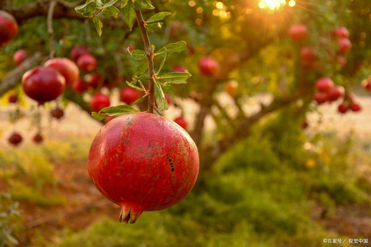 咸阳特产必买的10款,咸阳长武县十大特产