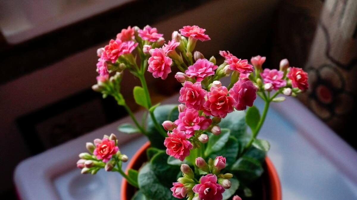 代表富贵吉祥的花草,有寓意的花草名