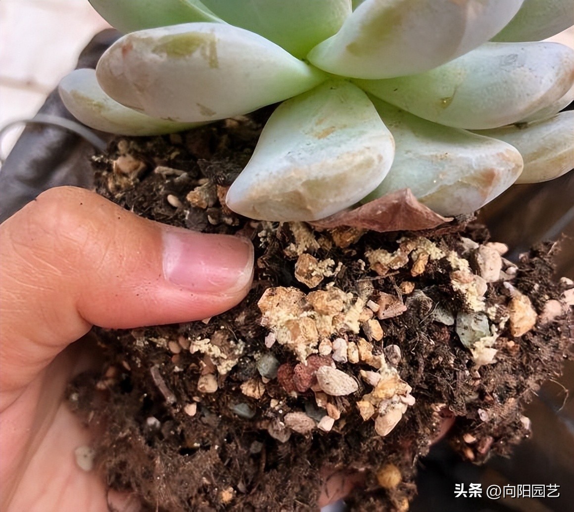 泥炭土适宜养殖生桩吗,泥炭土哪个型号适合种花