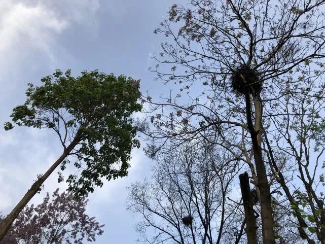 老人言屋前不栽树,树不能随便砍风水