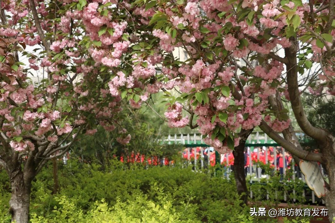 美！潍坊校园春景强势来袭