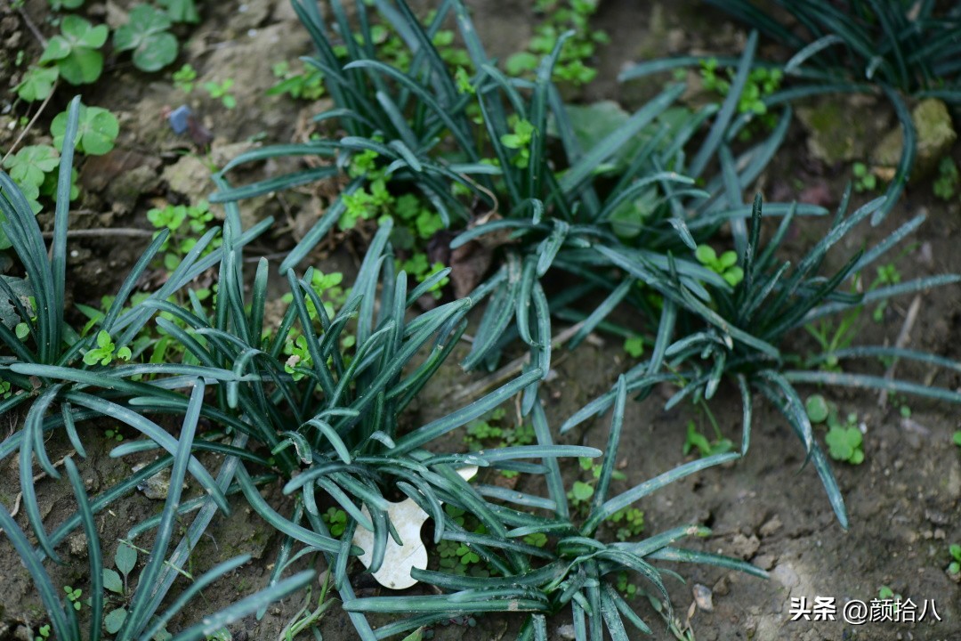 流放到菜地的花儿们，尽情绽放吧，不管在哪里｜园丁
