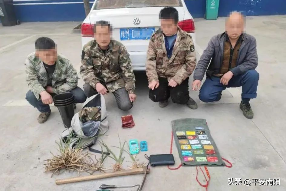 捕野猪，挖“野草”，抓！