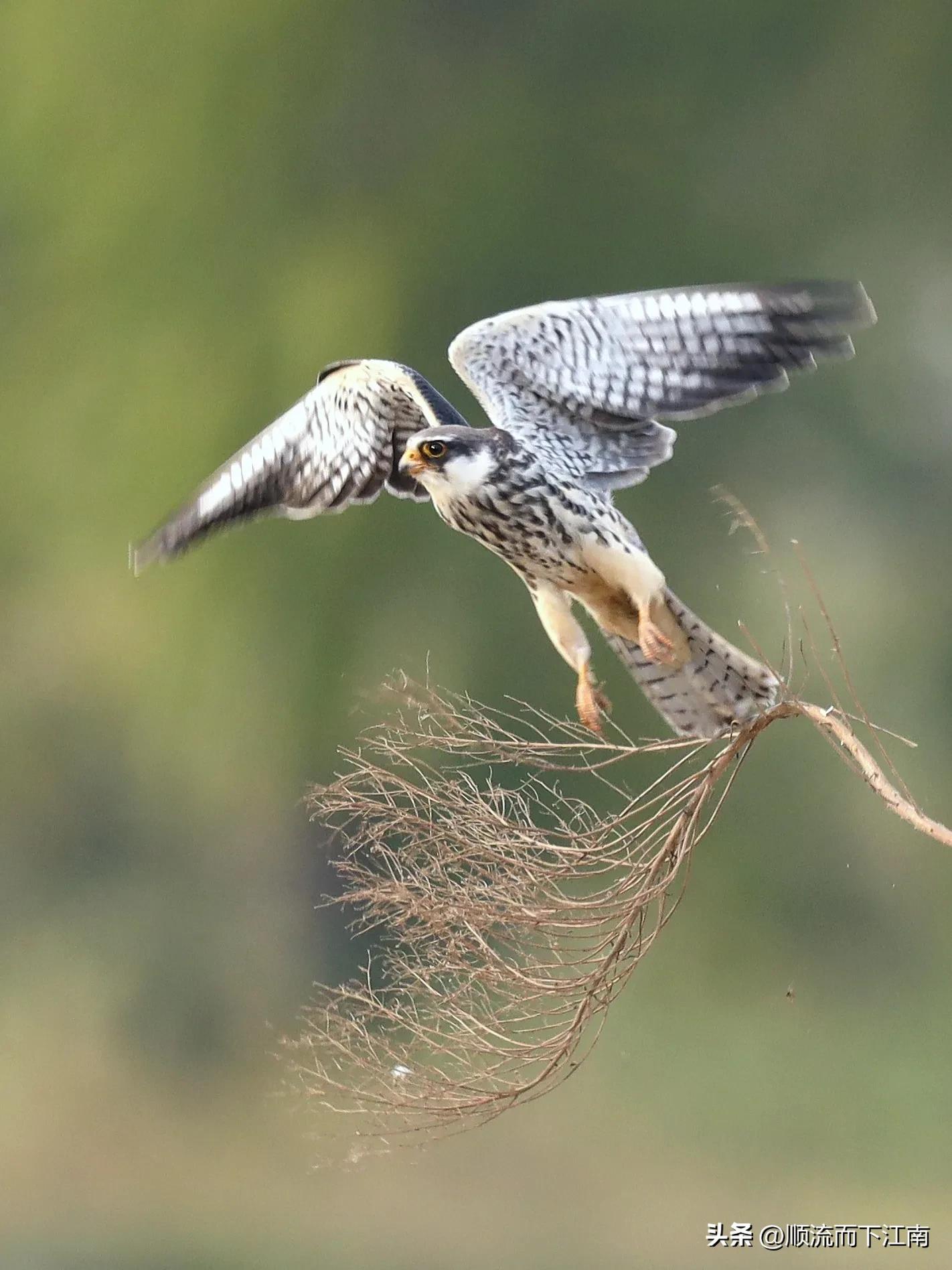 红脚隼叫声,红脚隼