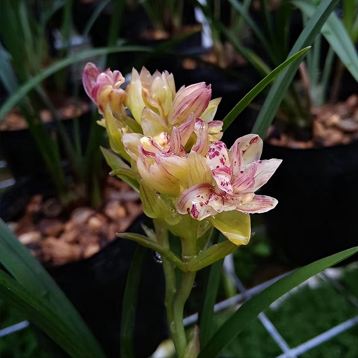建兰富山奇蝶花苞多久能长大,建兰富山奇蝶兰花花期