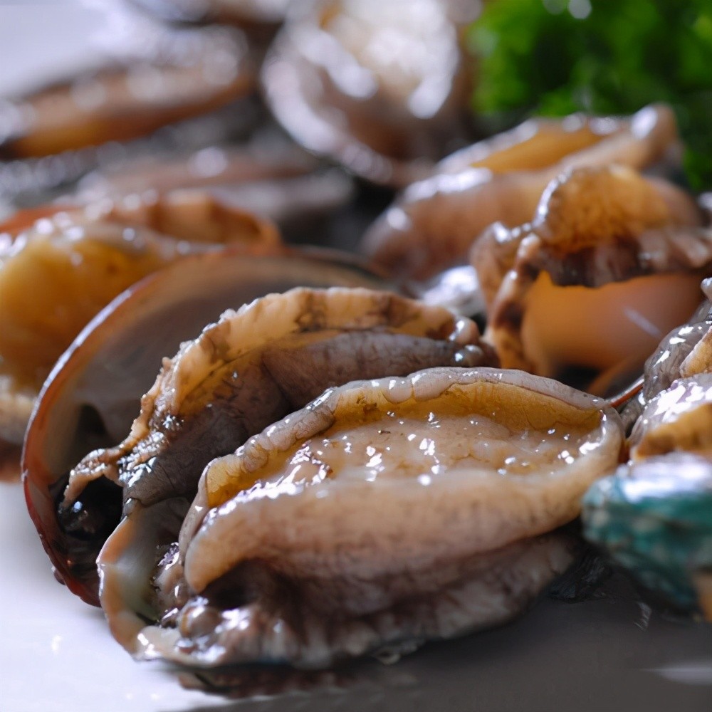 鲍鱼中常见的寄生虫,鲍鱼饲料有毒吗