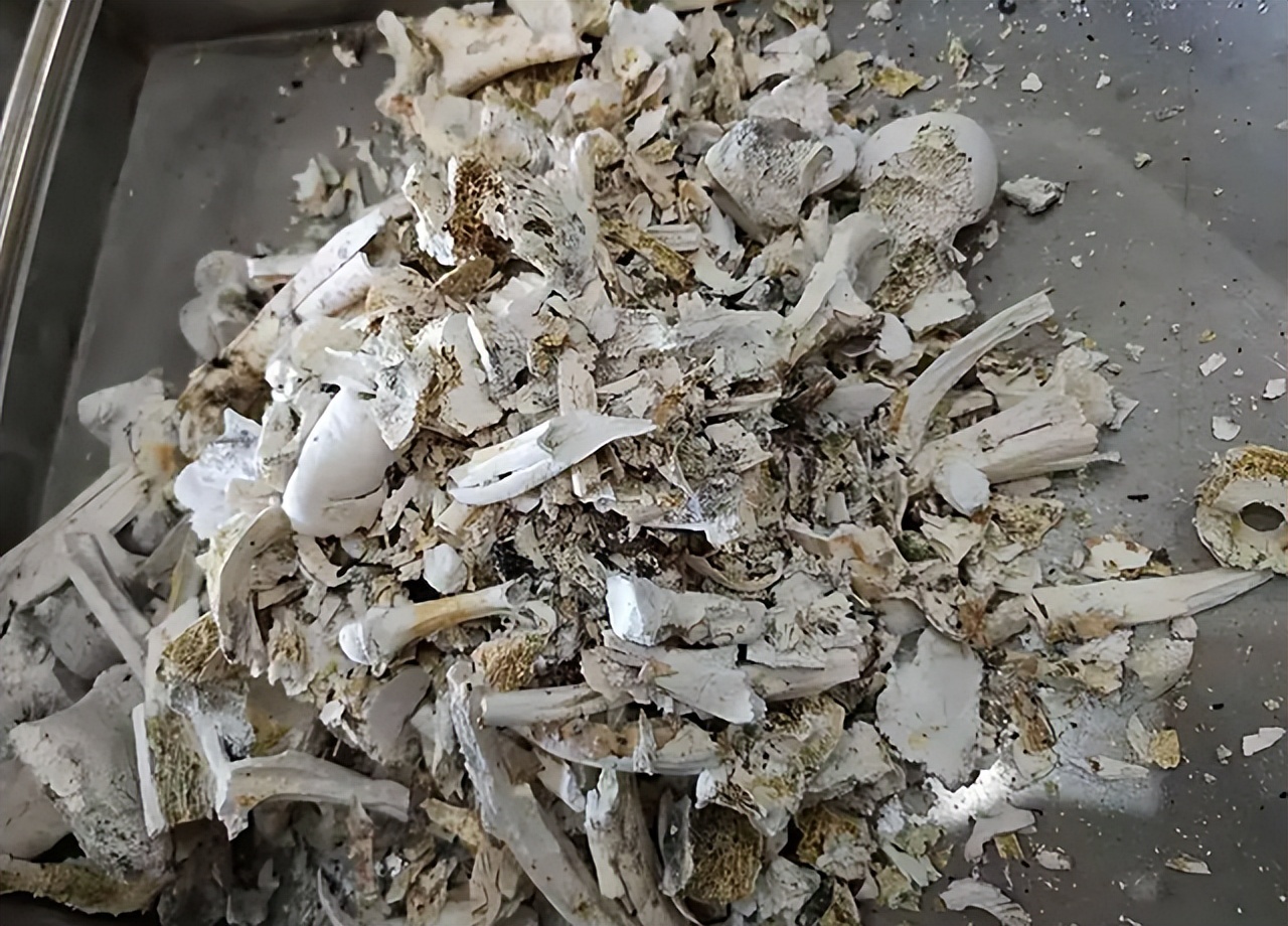 牙齿为何如此坚硬呢,火化后为什么牙齿不见了