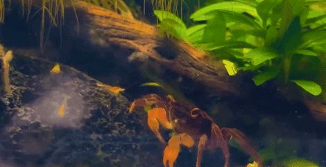 在卧室造一片弱肉强食的危险雨林，会打雷还真的会下雨