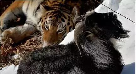 虎羊恋最后的结局,虎羊恋结局