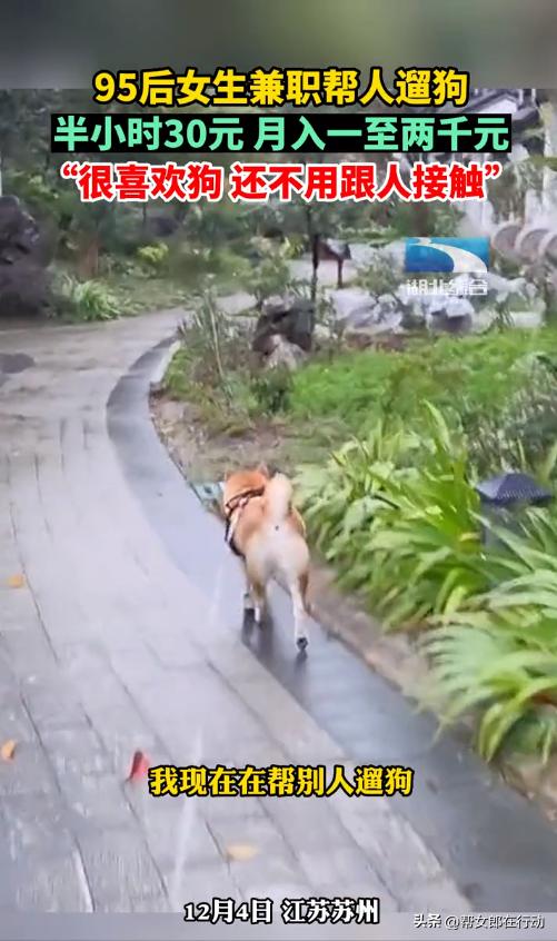 95后女生兼职帮人遛狗月入上千,95后女生兼职帮人遛狗