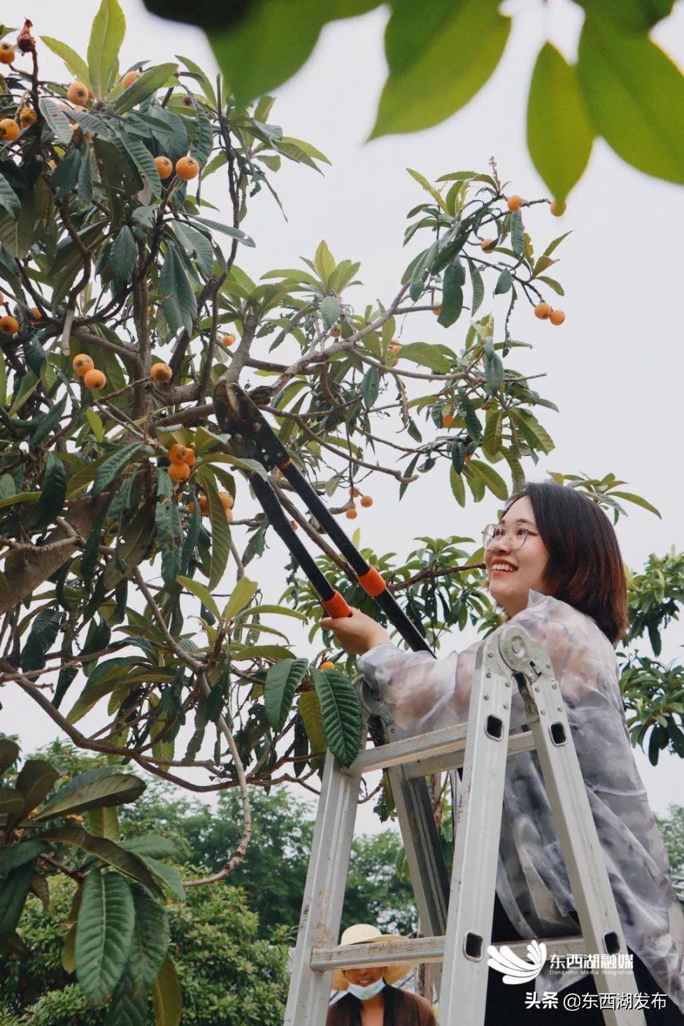 荷花开了夏天到了,荷花开了夏天又来了