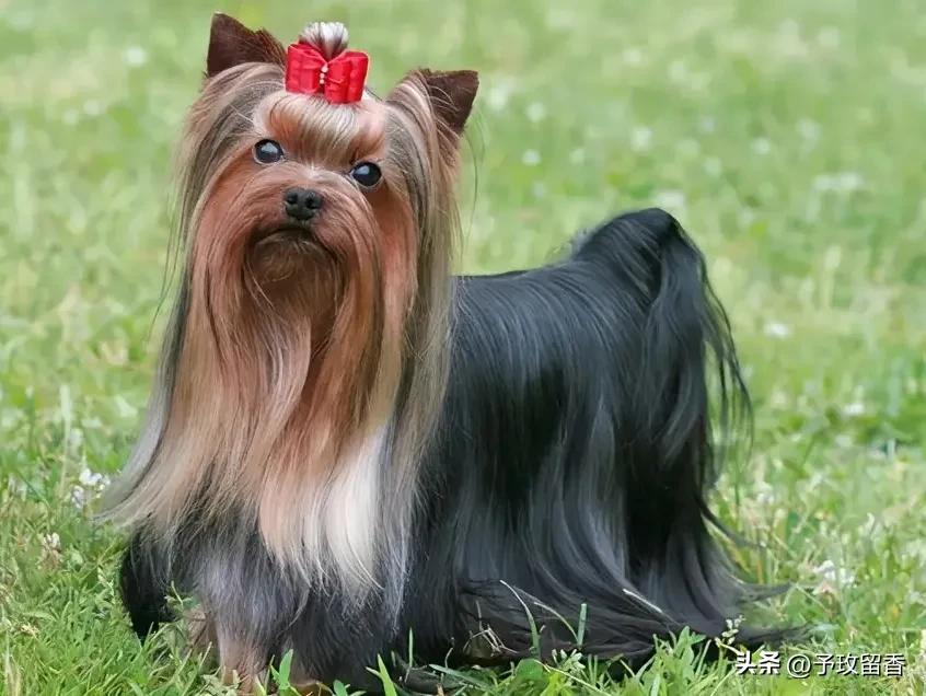 宠物狗应该怎么养详细介绍科普,宠物狗喂养及训练方法有哪些