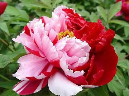 牡丹百花之王典故,为什么牡丹是百花之王