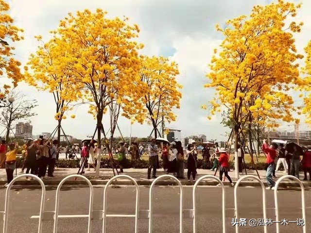 满城尽带黄金甲英文,满城尽带黄金甲美声