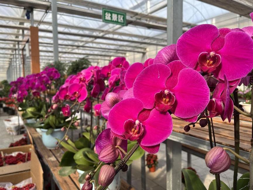 年宵花的市场在哪里,鲁西南花卉市场集市