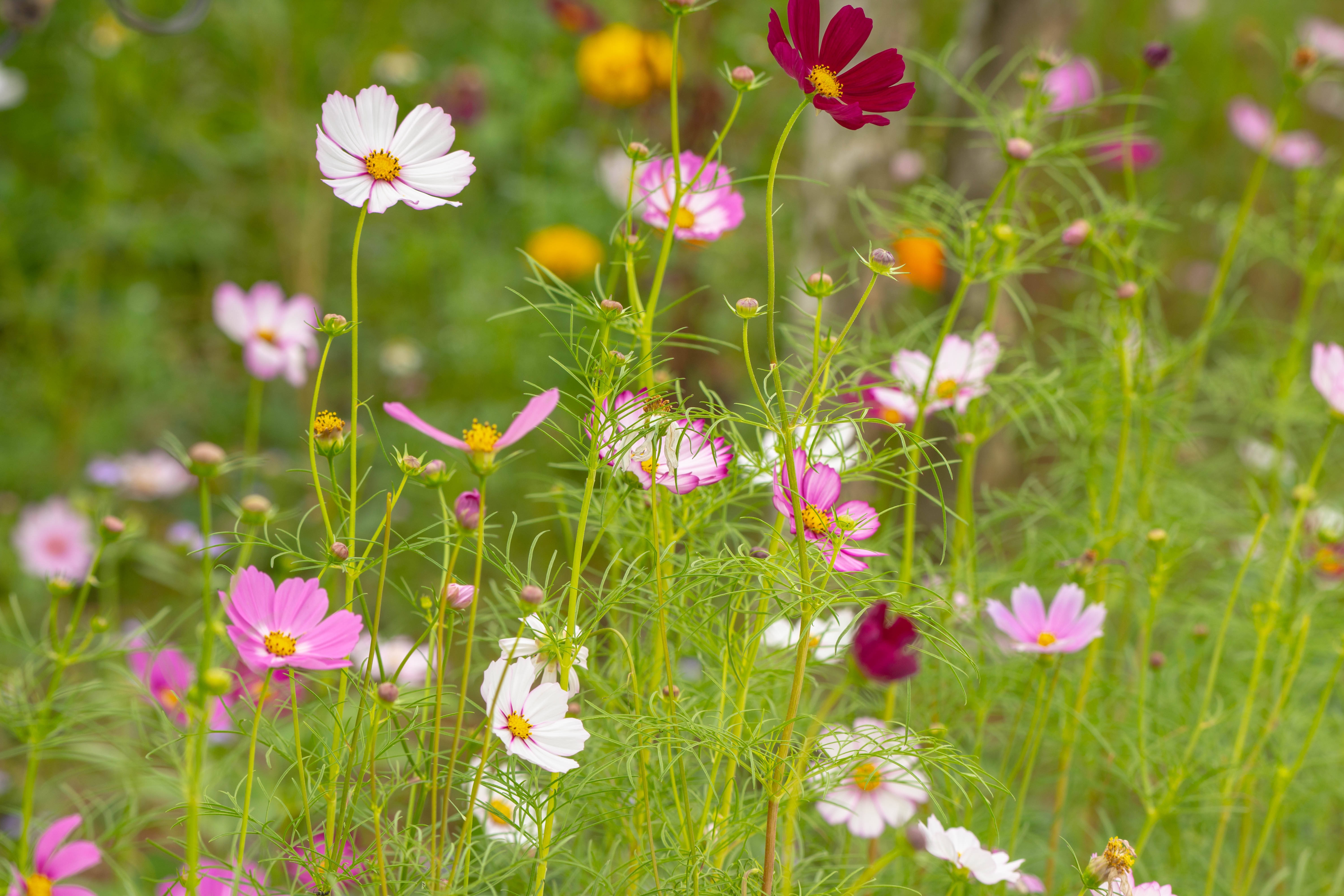 “诗鬼”李贺最有名的八首诗，奇丽诡谲，每一首都让人耳目一新