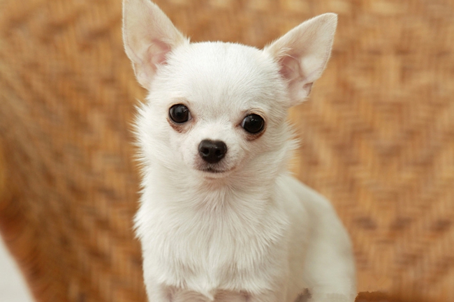 吉娃娃嘴越来越歪,吉娃娃很臭是怎么回事