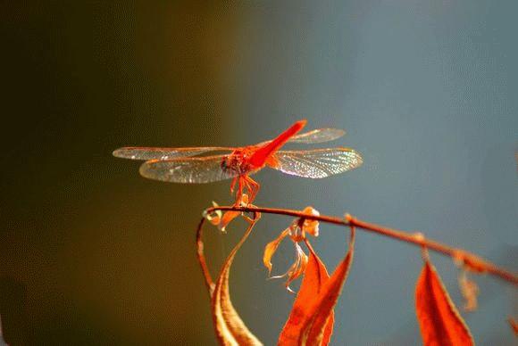 原创诗词七律夏之韵,原创诗词七律六月